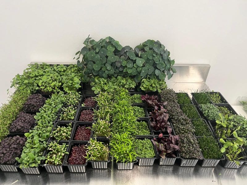 What’s growing at Fischer Farms – Microgreens