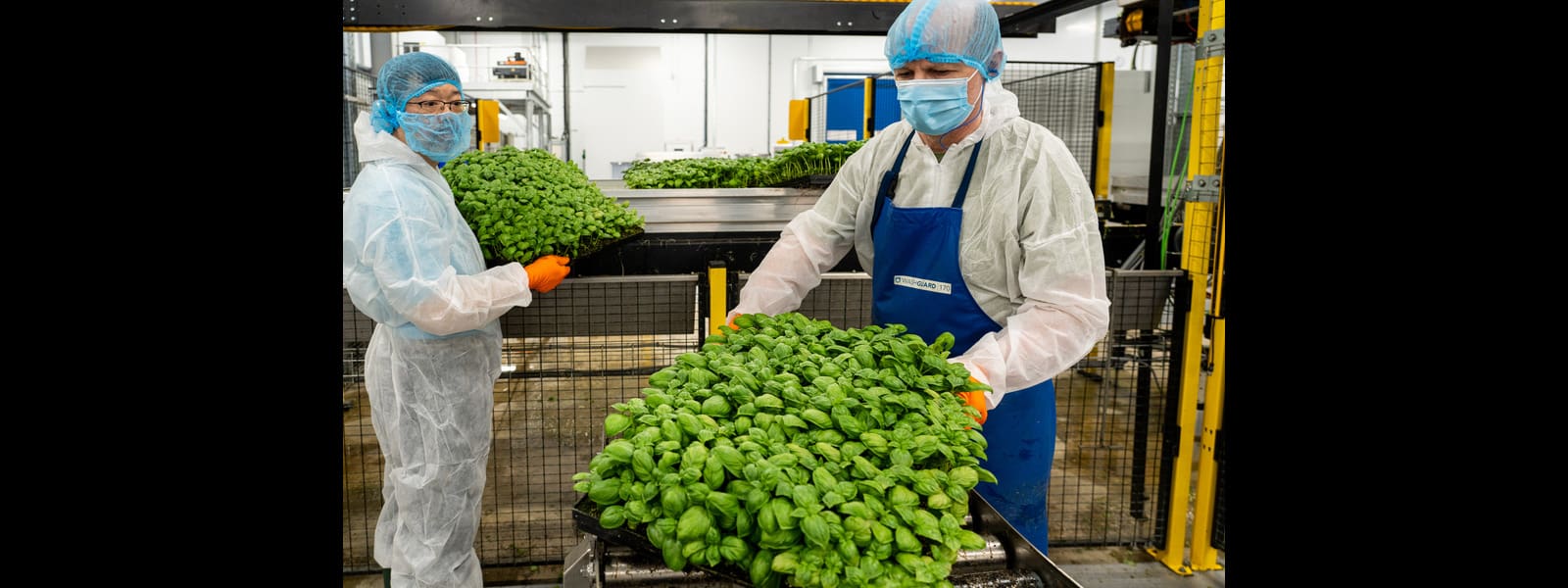 Fischer Farms secures LEAF accreditation for Norwich vertical farm