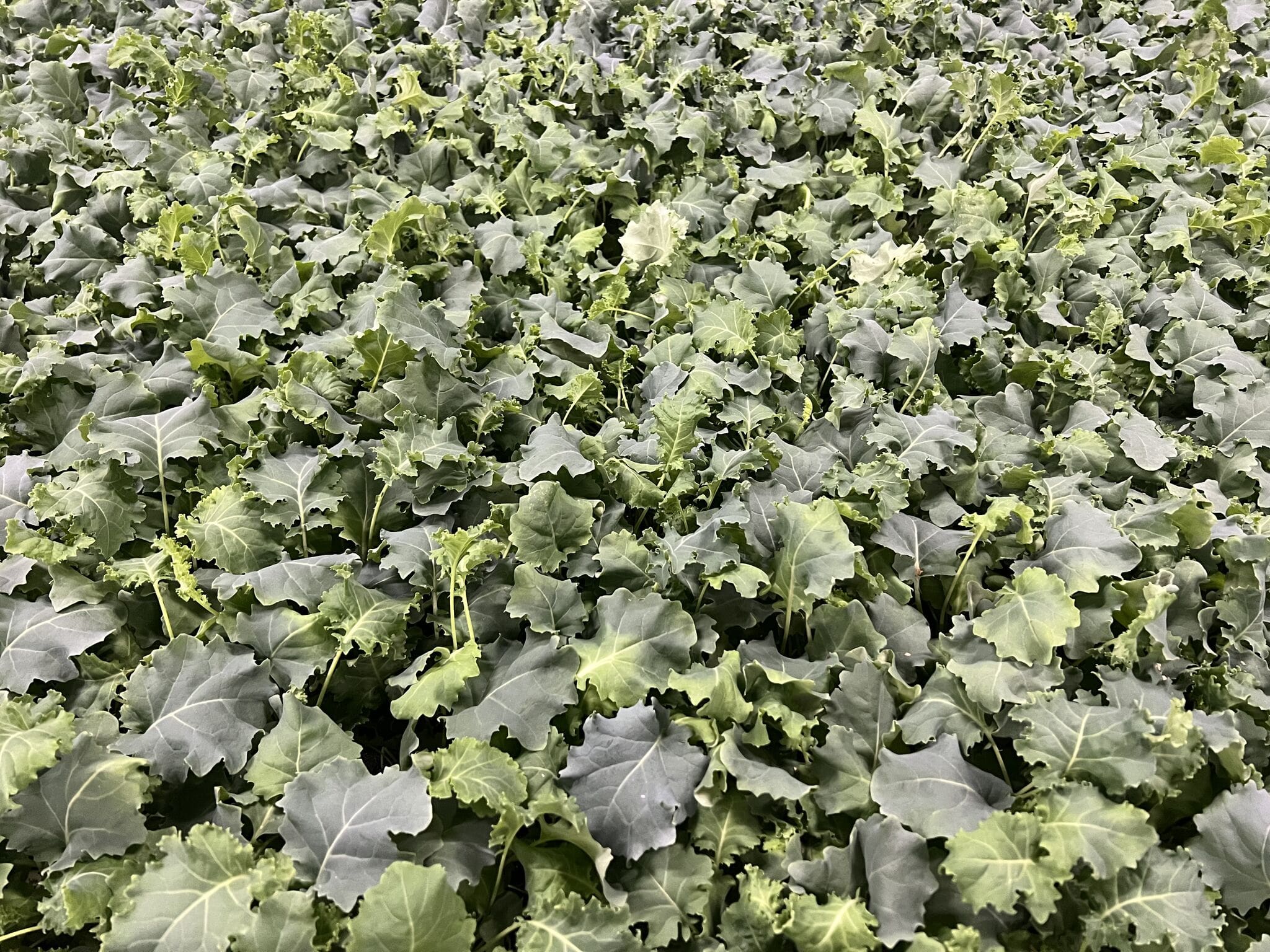 What’s growing at Fischer Farms – Kale