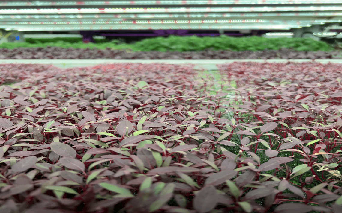 Red Amaranth at Fischer Farms