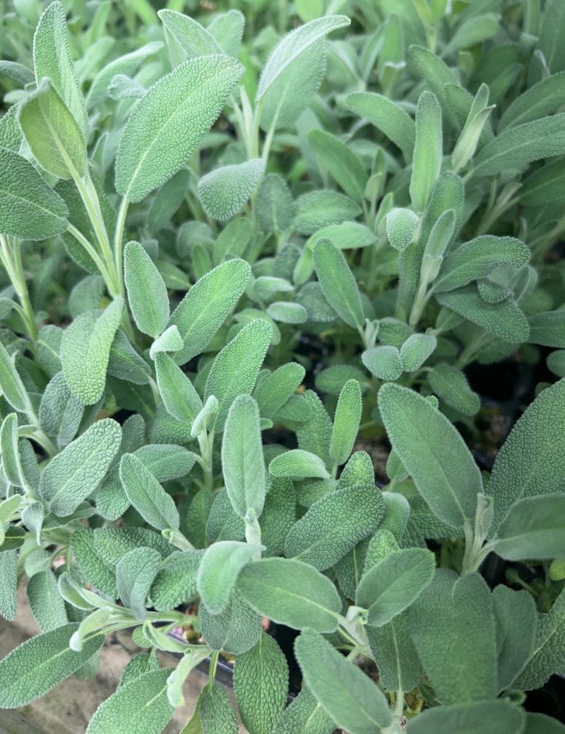 What’s growing at Fischer Farms – Sage