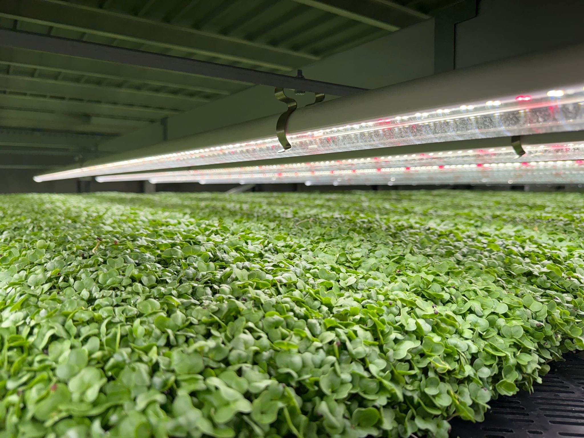 Fischer Farms partners with Dawndew to raise the bar for British-grown salad