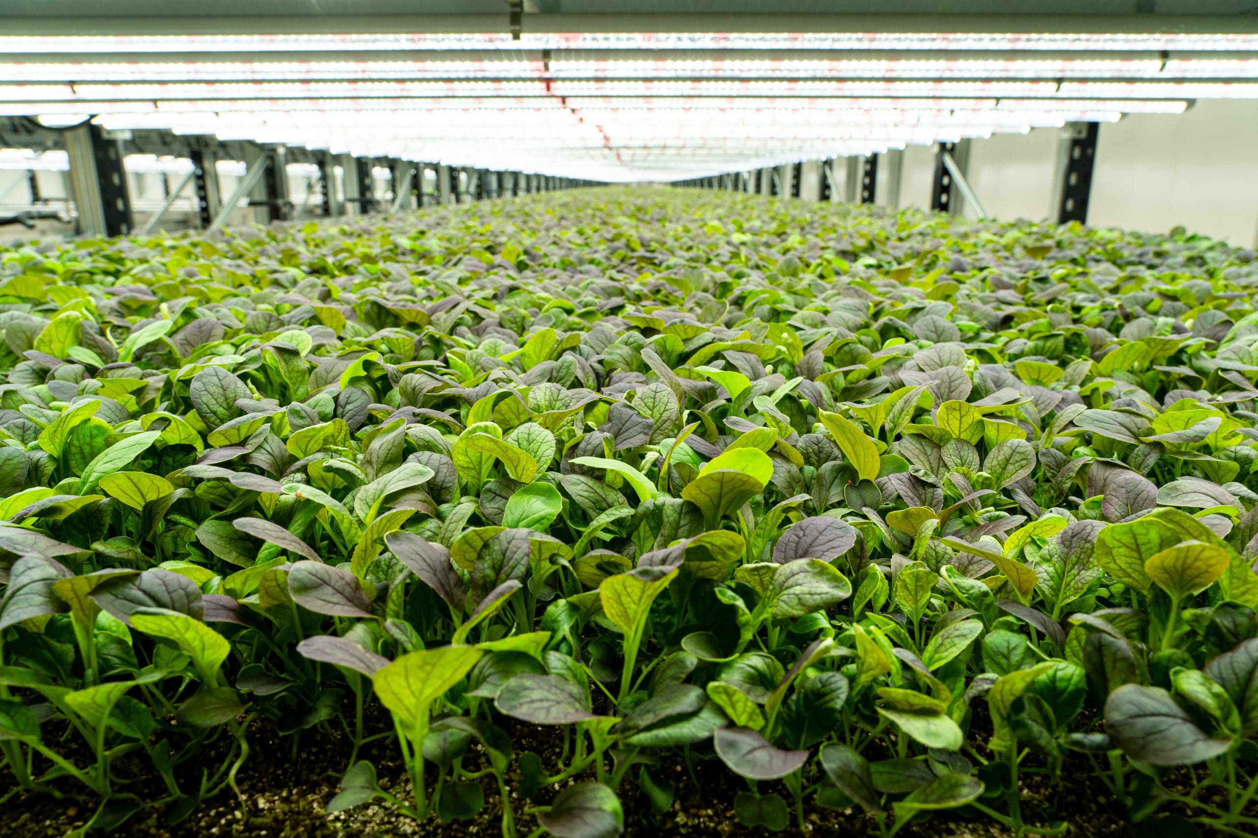 Fischer Farms partners with City Harvest to tackle food waste and support London communities
