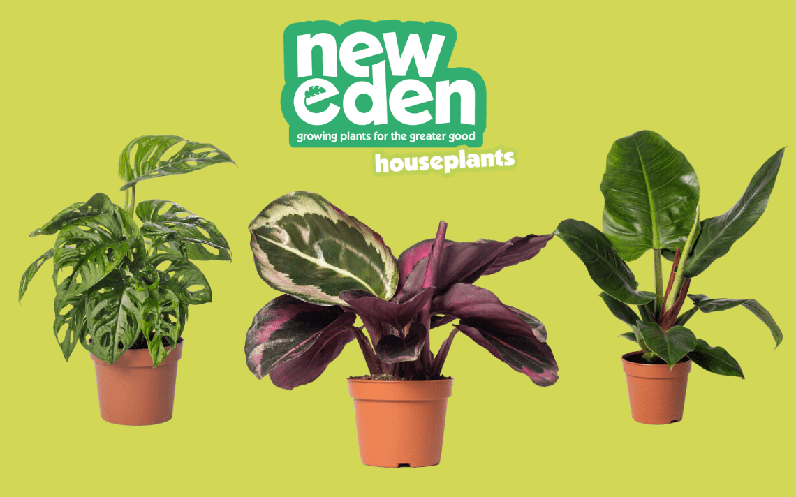Fischer Farms introduces New Eden Plants, bringing vertically farmed houseplants into UK homes