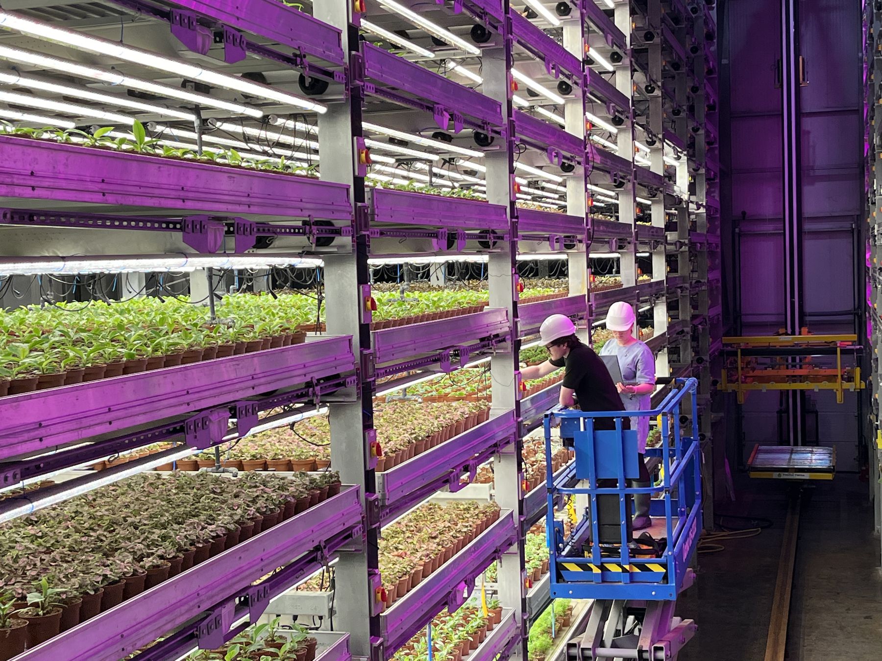 Inside the Fischer Farms 1 growing facility