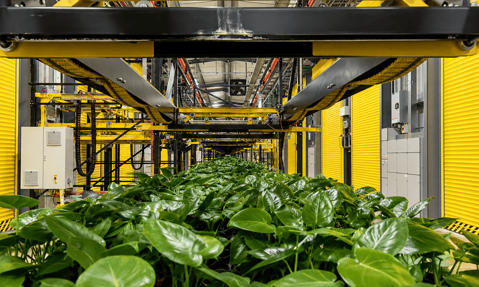 Inside a Fischer Farms vertical growing tunnel, houseplants under grow lights