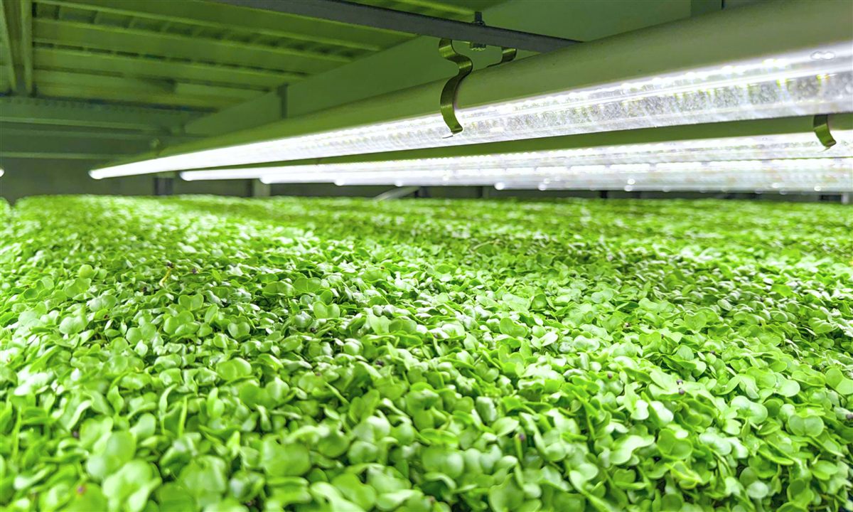 A growing facility controlled by the CultiveX operating system