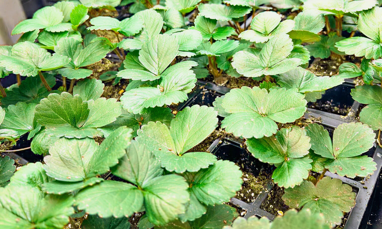 Young plant propagation facility