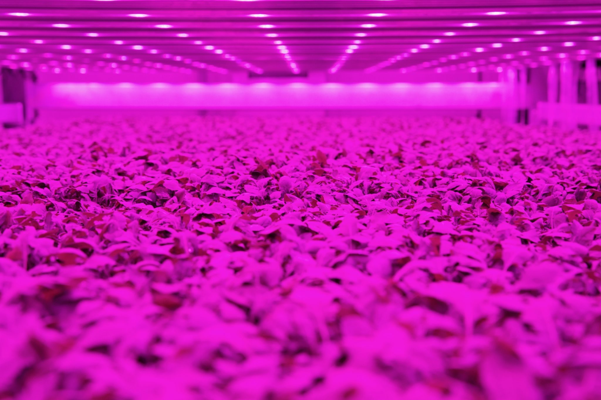salad leave growing in pink light